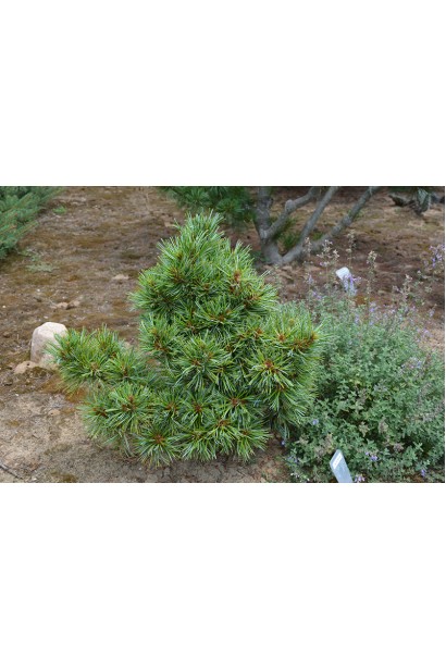 Висота сосни Блю Болл